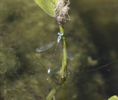 Lestes forficula
