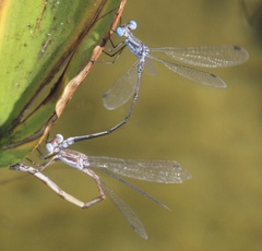 Lestes forficula