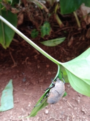 Hologymnetis cinerea