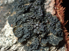 Collema nigrescens