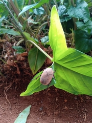 Hologymnetis cinerea