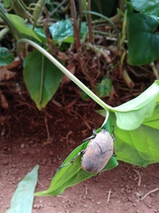 Hologymnetis cinerea