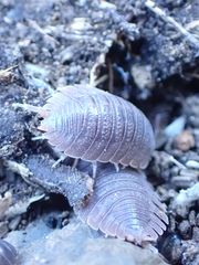 Porcellio dilatatus