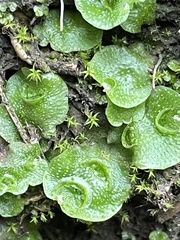 Lunularia cruciata