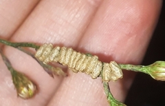 Chrysomya rufifacies