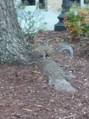 Sciurus carolinensis