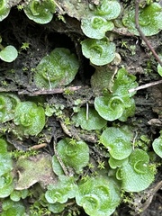 Lunularia cruciata