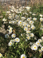 Erigeron annuus