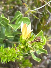 Wahlenbergia calcarea
