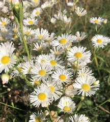 Erigeron annuus