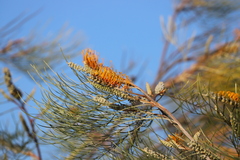 Grevillea pteridifolia