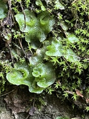 Lunularia cruciata