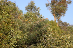Grevillea pteridifolia