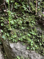 Lunularia cruciata