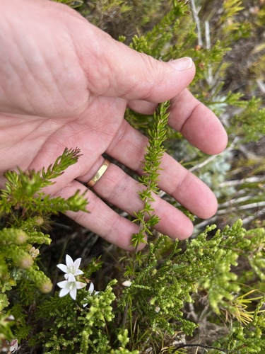 Image of Wahlenbergia calcarea by (c) Charleen Brunke, some rights reserved (CC BY)