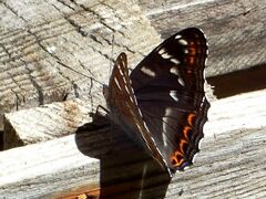 Limenitis populi