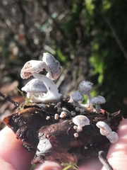 Asterophora parasitica