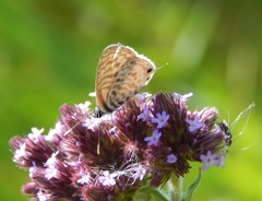 Leptotes pirithous