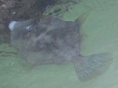 Stephanolepis hispida