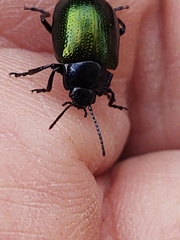 Chrysolina auripennis
