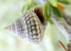 Cenchritis muricatus
