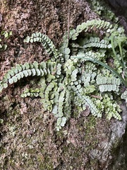 Asplenium trichomanes