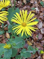 Doronicum austriacum