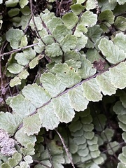 Asplenium trichomanes