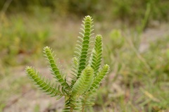 Struthiola argentea