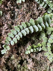 Asplenium trichomanes
