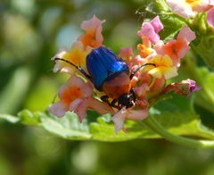 Leucocelis amethystina