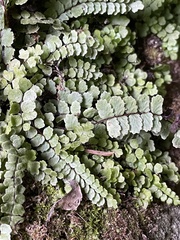 Asplenium trichomanes
