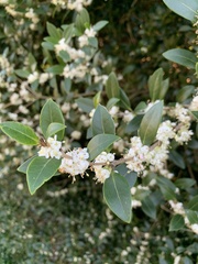 Osmanthus heterophyllus