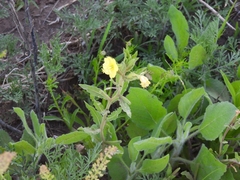 Oenothera laciniata