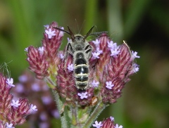 Campsomerinae