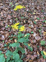 Doronicum austriacum