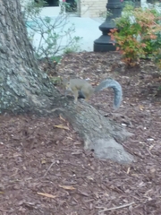 Sciurus carolinensis