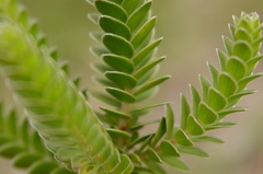 Struthiola argentea