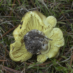 Tricholoma equestre