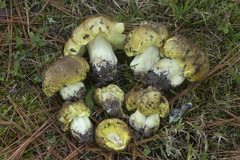 Tricholoma equestre