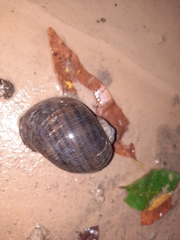 Pomacea canaliculata