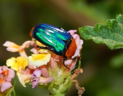 Leucocelis amethystina
