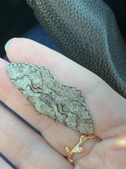 Cymatophora approximaria