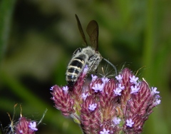 Campsomerinae