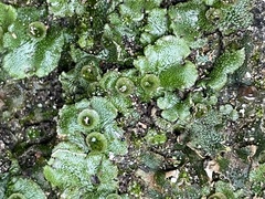 Marchantia polymorpha