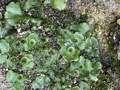 Marchantia polymorpha