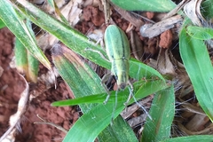 Naupactus virens