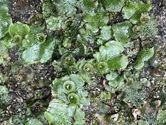 Marchantia polymorpha