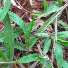 Naupactus virens