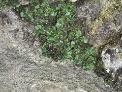 Marchantia polymorpha